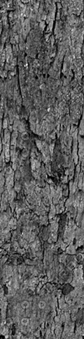  https://p.turbosquid.com/preview.turbosquid.com/Preview/2014/08/01__21_05_01/DLWOOD_Bark_01_046_G_TA_B.jpgfbb0eb30-fe56-429f-b913-b37d2f58b860Large/jpg/1313743625/1920x1080/fit_q87/351272012bc5948e9fc9e539a6b0eb4e3f567548/DLWOOD_Bark_01_046_G_TA_B.jpgfbb0eb30-fe56-429f-b913-b37d2f58b860Large.jpg