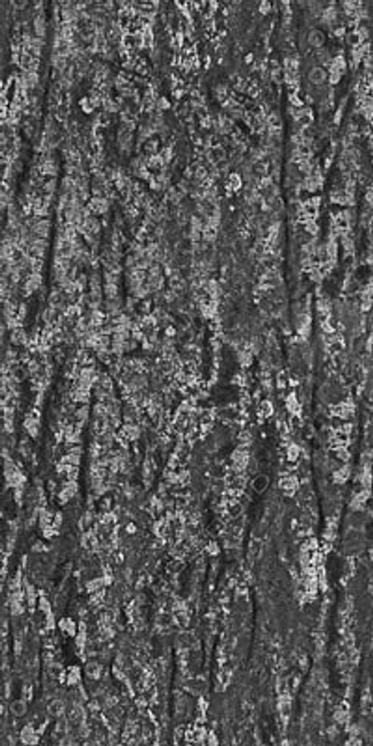  https://p.turbosquid.com/preview.turbosquid.com/Preview/2014/08/01__21_05_01/DLWOOD_Bark_01_054_G_TA_B.jpg89a23a56-965d-4d56-a7d1-fb7e15e16c6aLarge/jpg/1313743625/1920x1080/fit_q87/686f51e7be2ce7e06b8987aa5c20e1a7b47e1ca0/DLWOOD_Bark_01_054_G_TA_B.jpg89a23a56-965d-4d56-a7d1-fb7e15e16c6aLarge.jpg