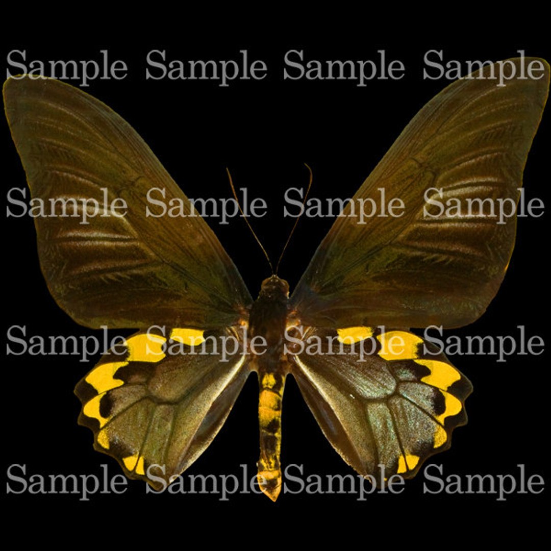 Insect Texture Map Insect Texture Pack 1 - TurboSquid 648022
