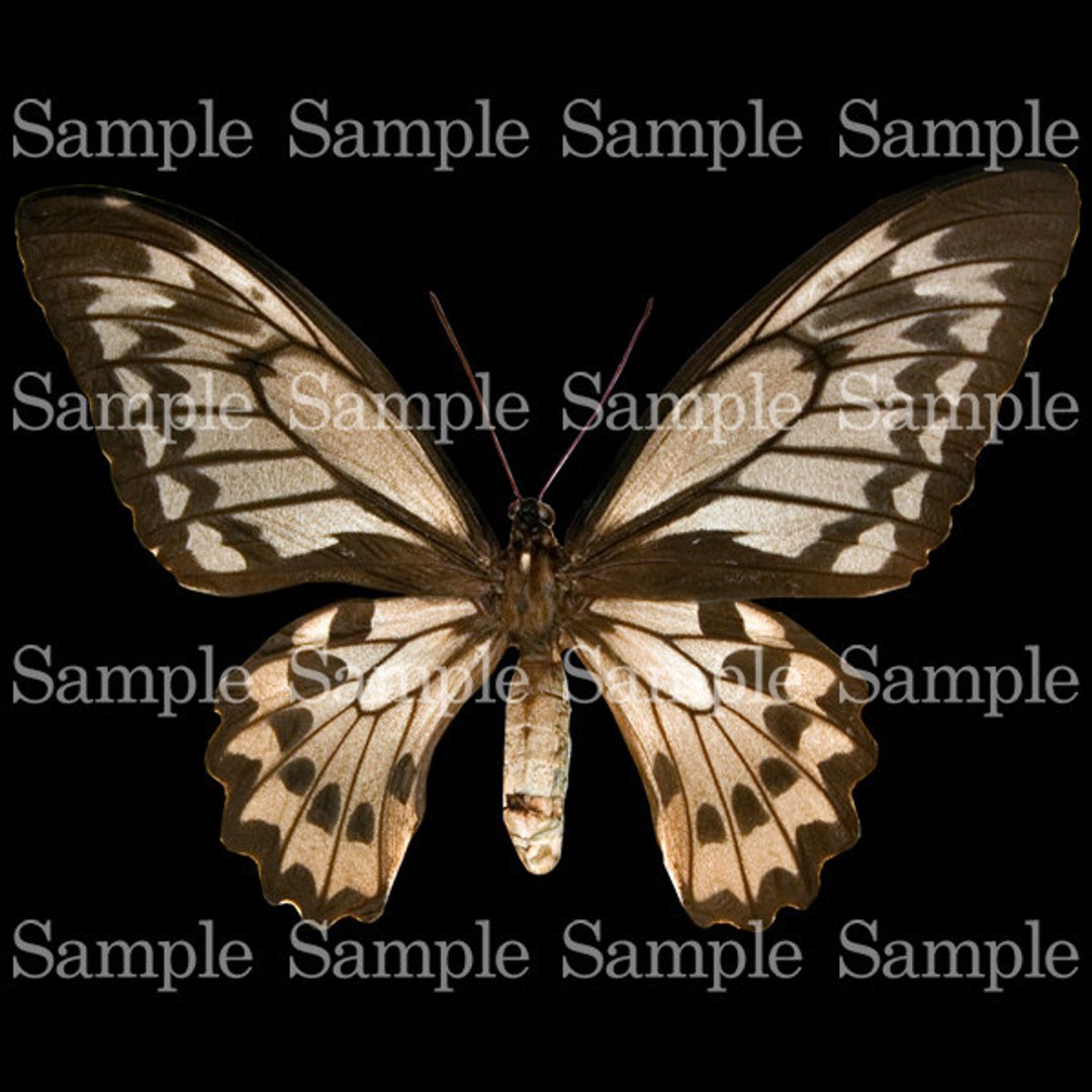 Insect Texture Map Insect Texture Pack 1 - TurboSquid 648022