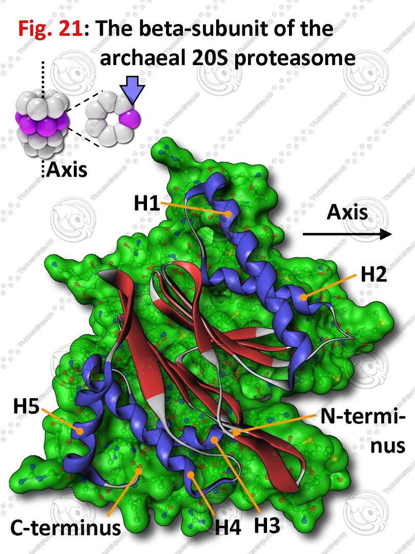 Anatomy of the Archaea 20S Proteasome TurboSquid 671612