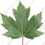 Sugar Maple
