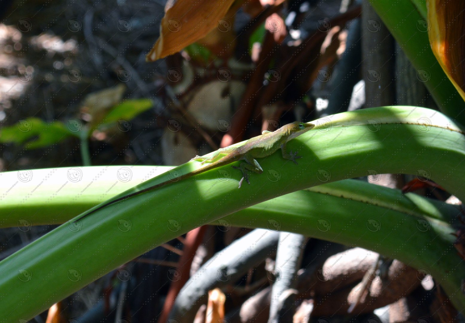 Lizard_1 - TurboSquid 743442