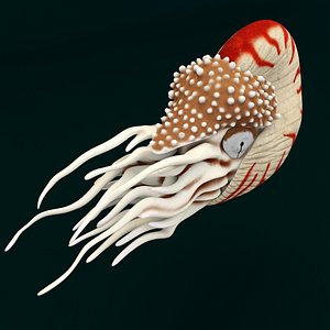 Nautilus