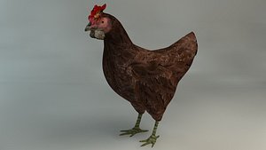 Chicken