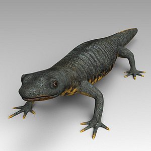 Salamander