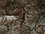 Texture Ground