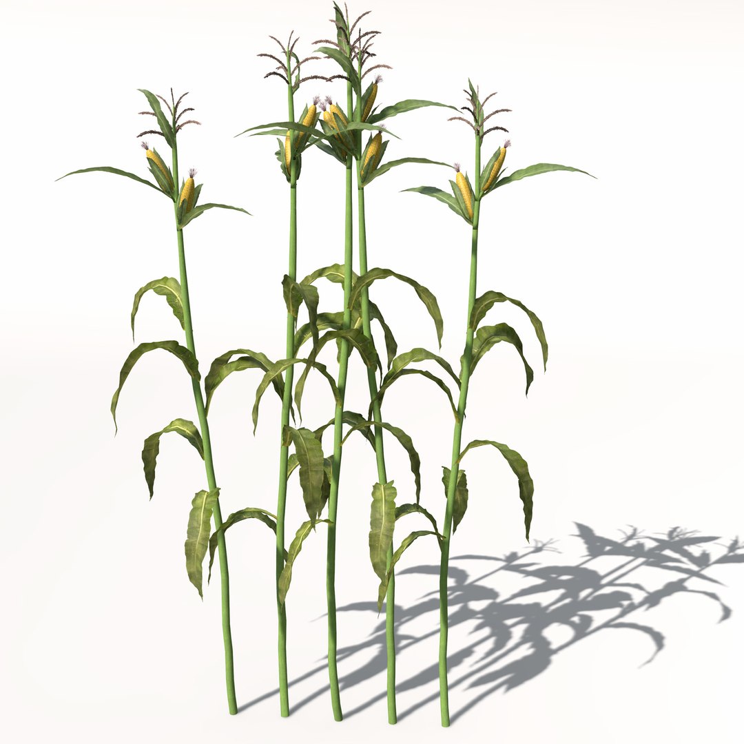corn zea mays 3d model