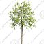 Cutout tree - 4 seasons - Mountain ash (Sorbus aucuparia) (2)