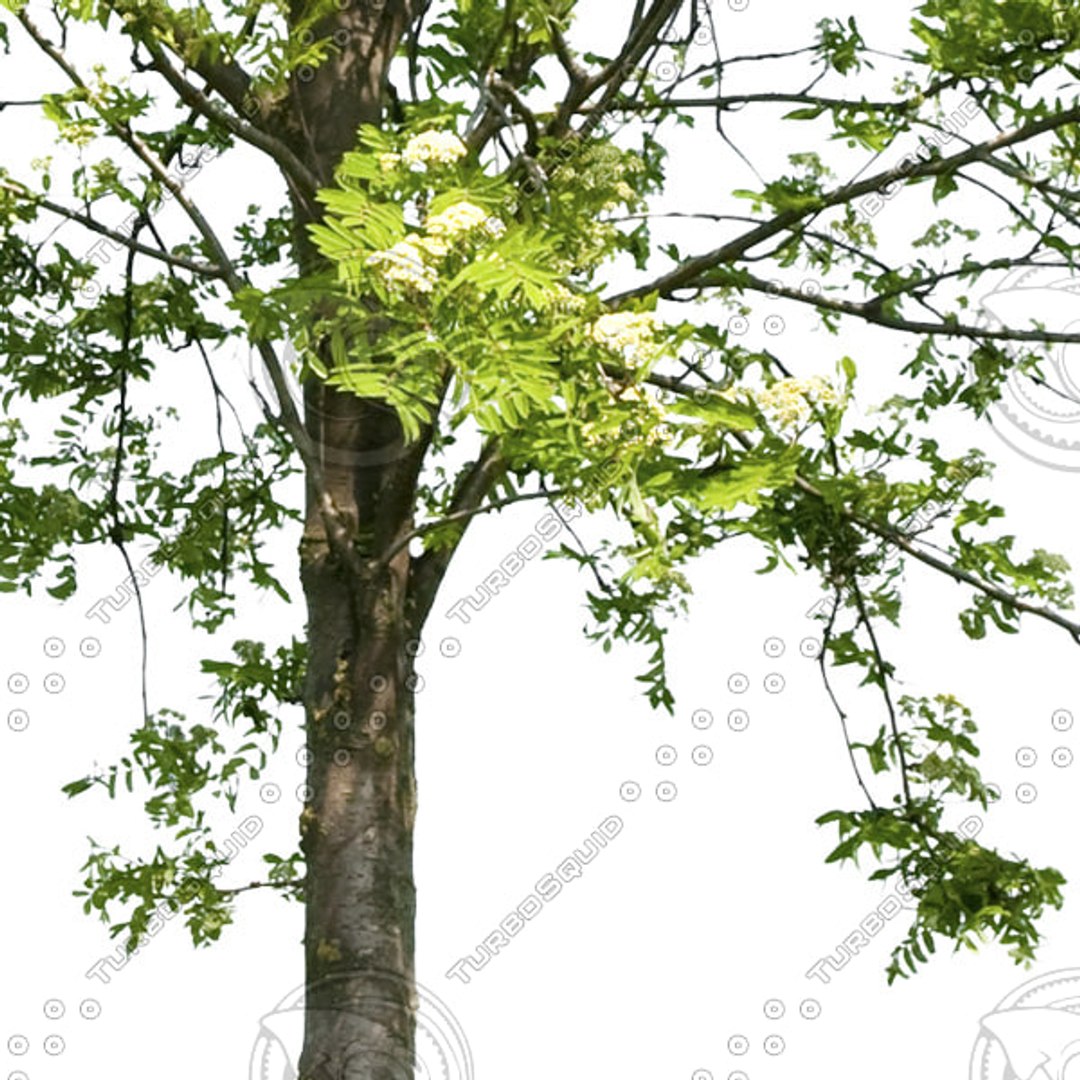  https://p.turbosquid.com/preview.turbosquid.com/Preview/2017/01/19__14_00_14/09_spr_preview2_600x600.jpg2F1B181F-5783-439D-8042-D277E765A5C6Large/jpg/1484857288/1920x1080/fit_q87/dddeffffd4f837a9011b01b2dc0a5545181debe8/09_spr_preview2_600x600.jpg2F1B181F-5783-439D-8042-D277E765A5C6Large.jpg