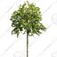 Cutout tree - 4 seasons - Mountain ash (Sorbus aucuparia) (2)