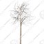 Cutout tree - 4 seasons - Mountain ash (Sorbus aucuparia) (2)
