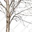 Cutout tree - 4 seasons - Mountain ash (Sorbus aucuparia) (2)