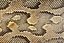 snake skin texture
