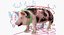 Pig Sow Peitrain Rigged