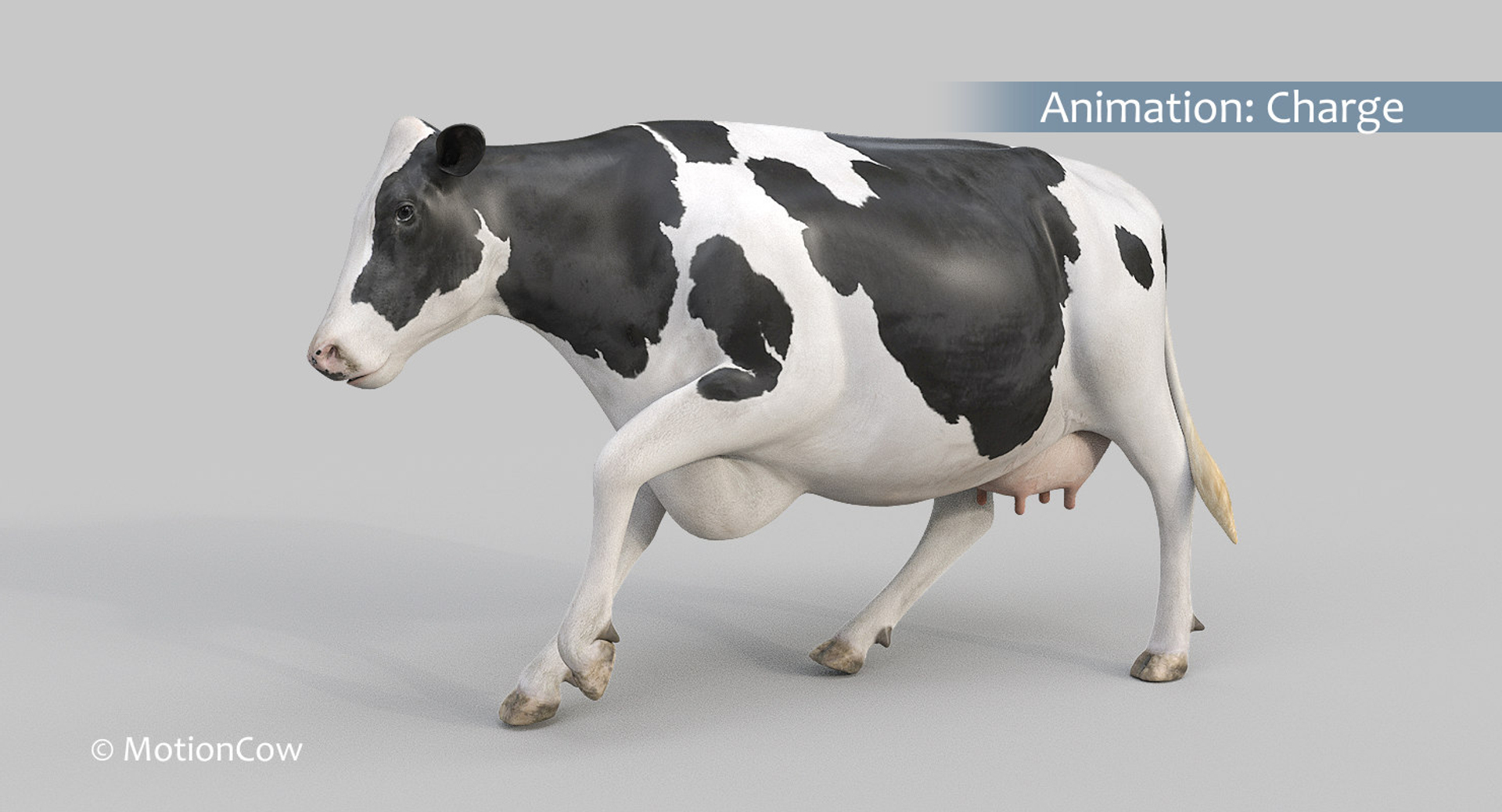 Cow Holstein Pro Animations 3D Model - TurboSquid 1407255