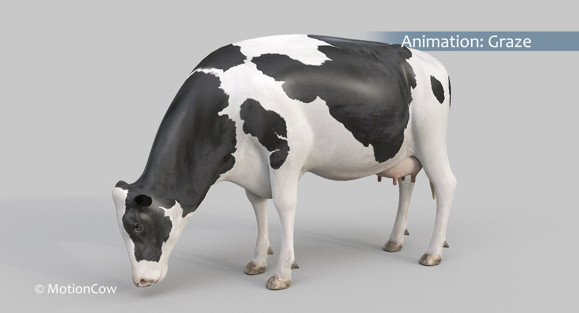 Cow Holstein Pro Animations 3D Model - TurboSquid 1407255