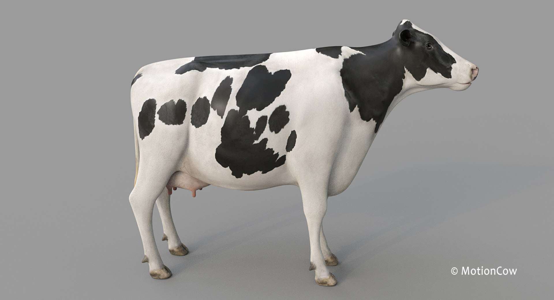 Cow Holstein Pro Animations 3D Model - TurboSquid 1407255