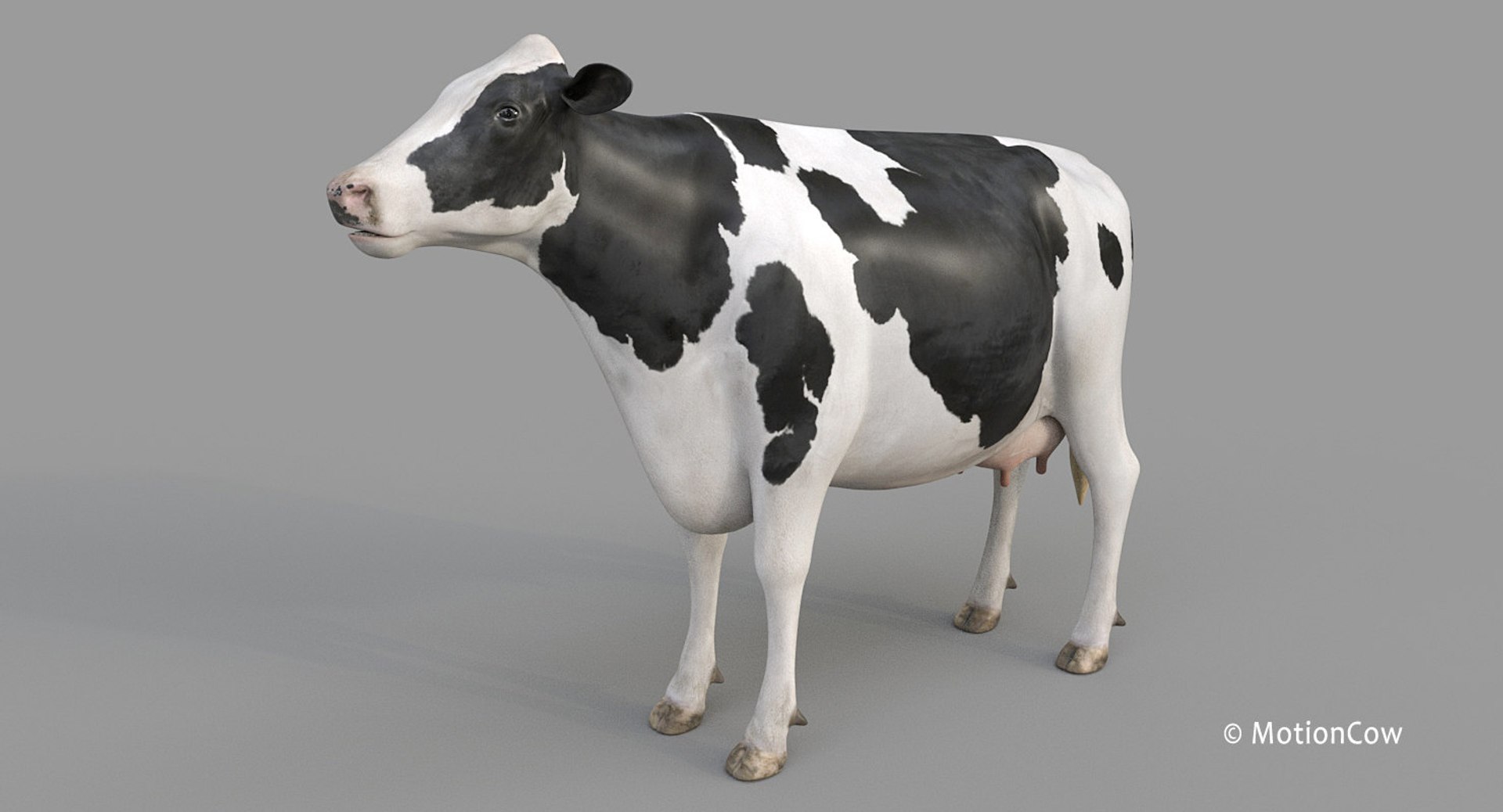 Cow Holstein Pro Animations 3D Model - TurboSquid 1407255