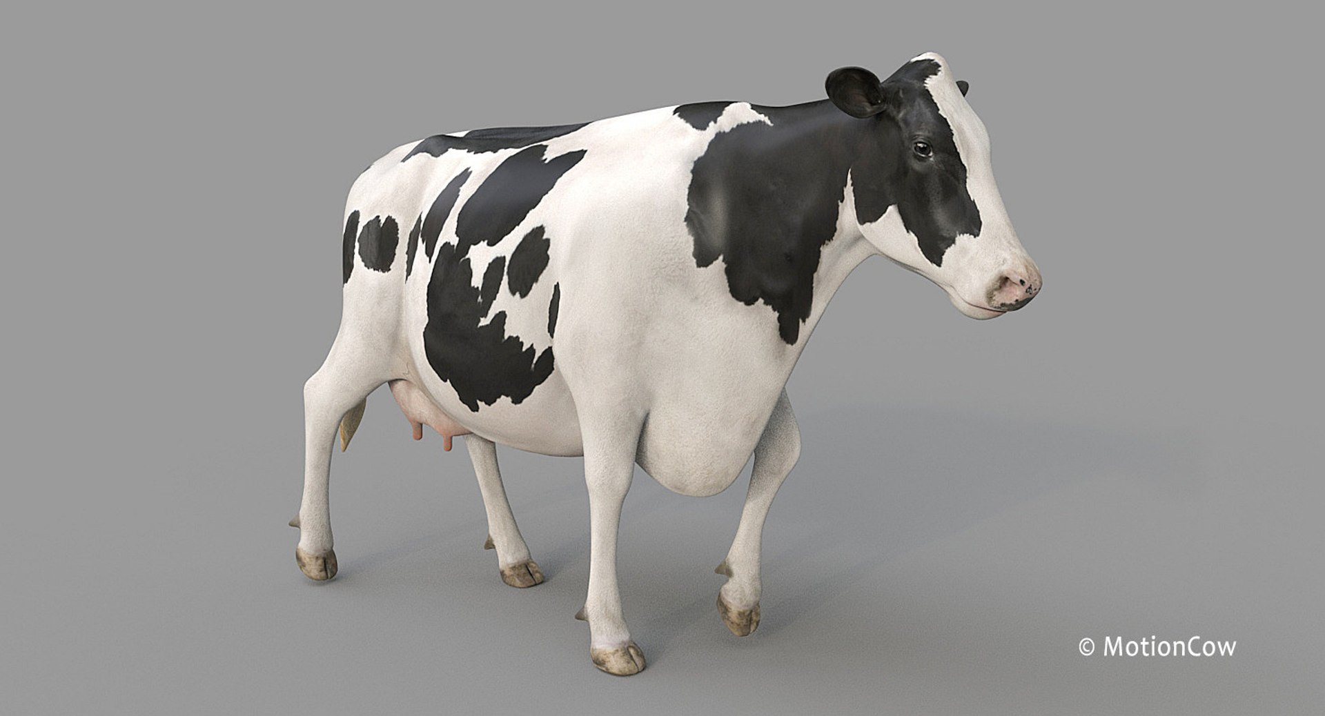 Cow Holstein Pro Animations 3D Model - TurboSquid 1407255