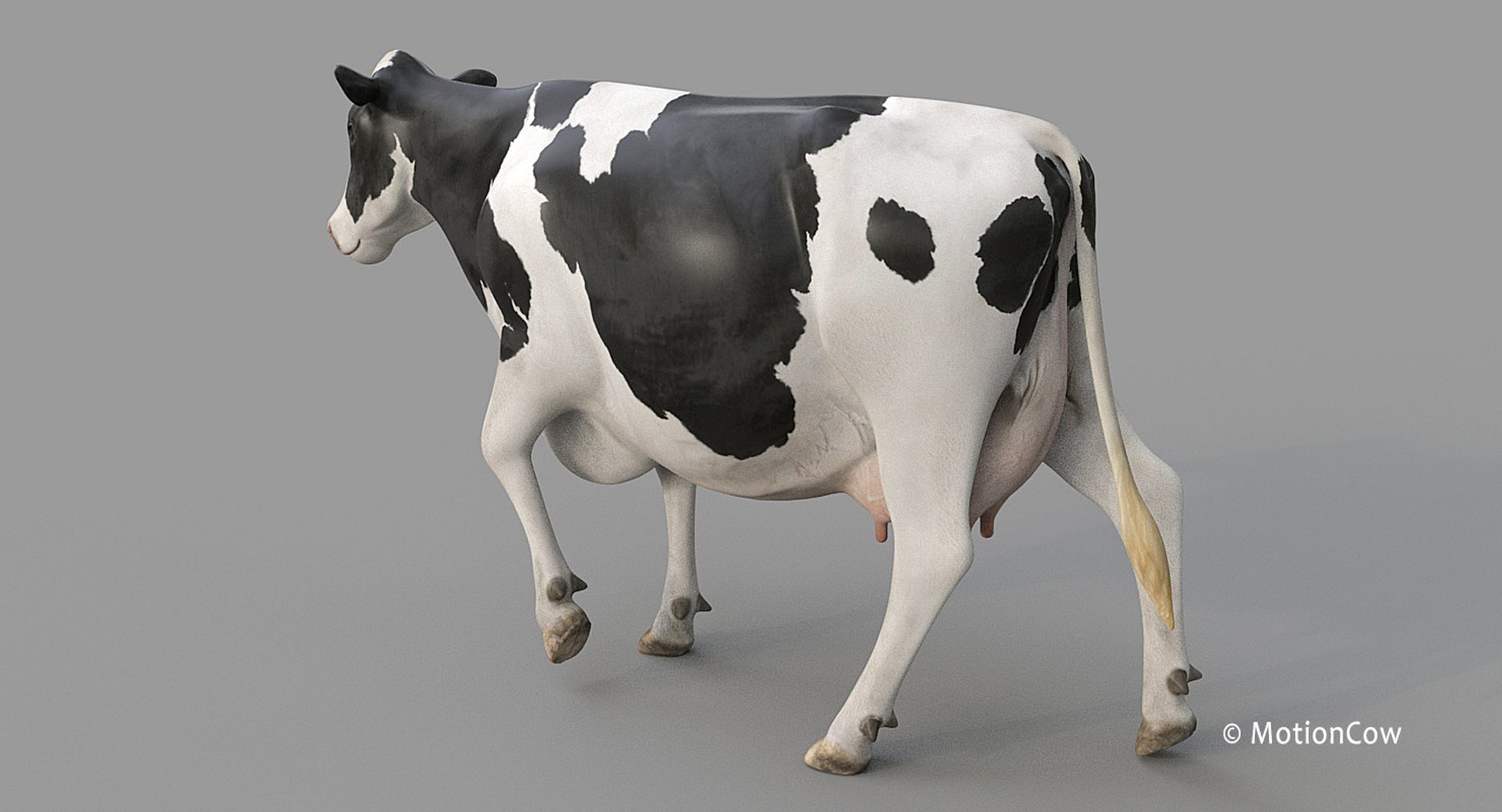 Cow Holstein Pro Animations 3D Model - TurboSquid 1407255