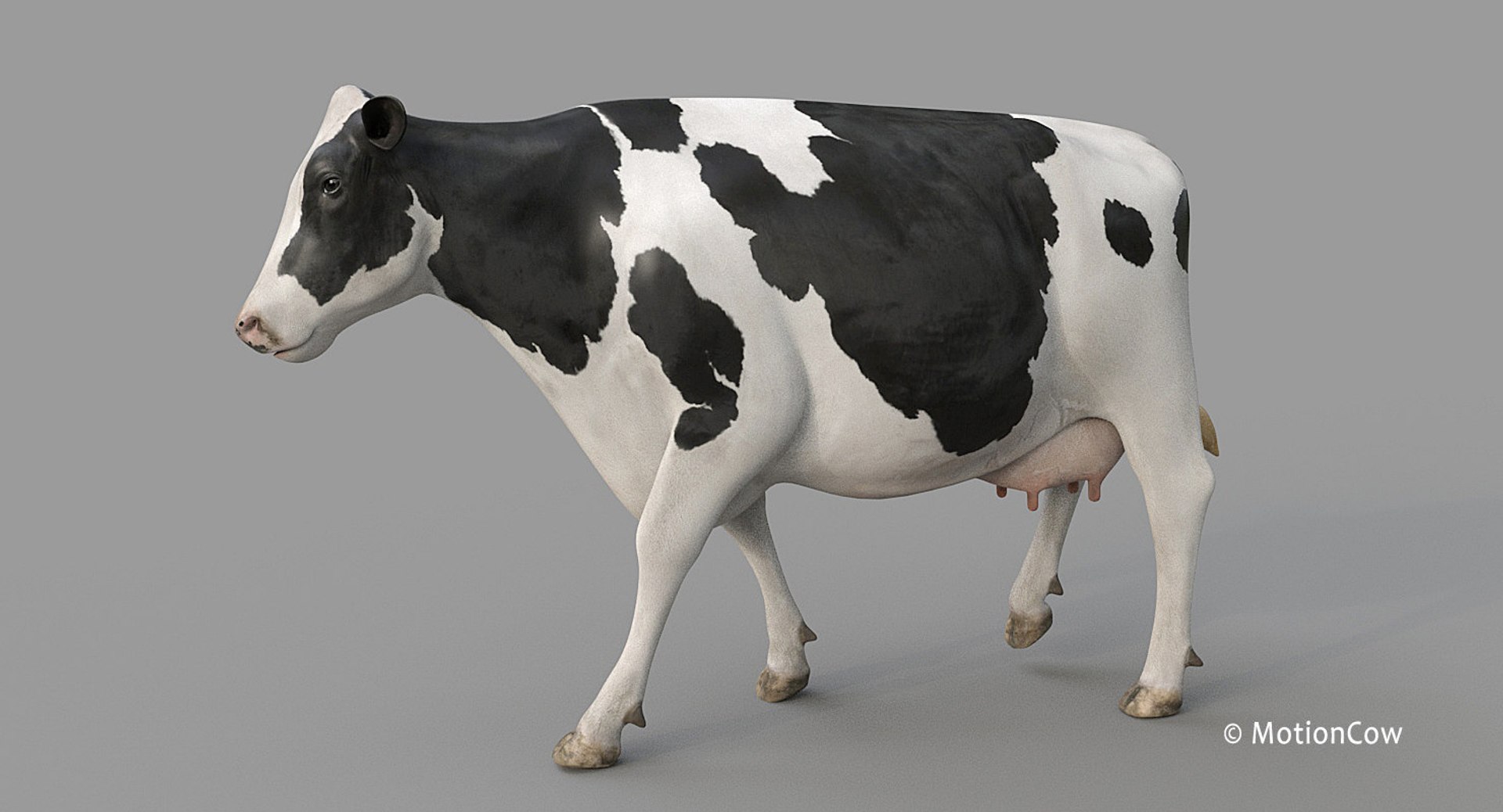 Cow Holstein Pro Animations 3D Model - TurboSquid 1407255