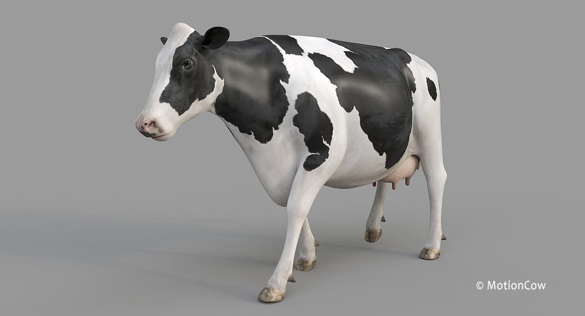 Cow Holstein Pro Animations 3D Model - TurboSquid 1407255