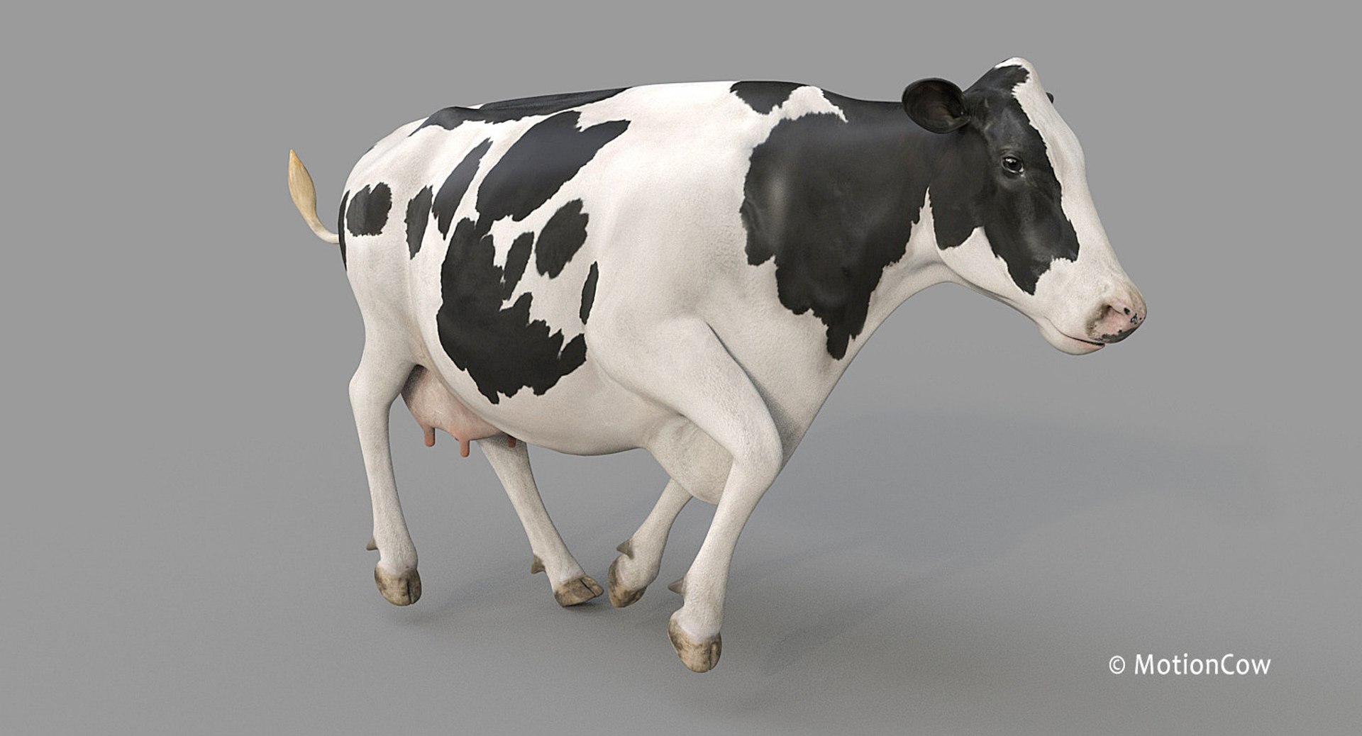 Cow Holstein Pro Animations 3D Model - TurboSquid 1407255