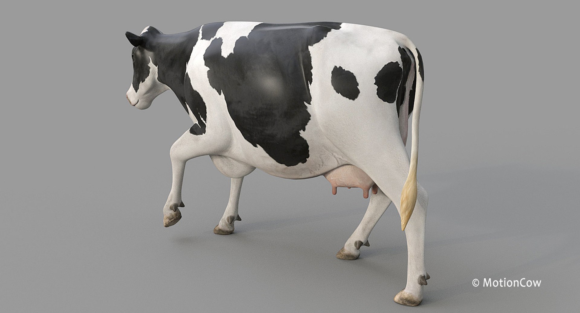 Cow Holstein Pro Animations 3D Model - TurboSquid 1407255