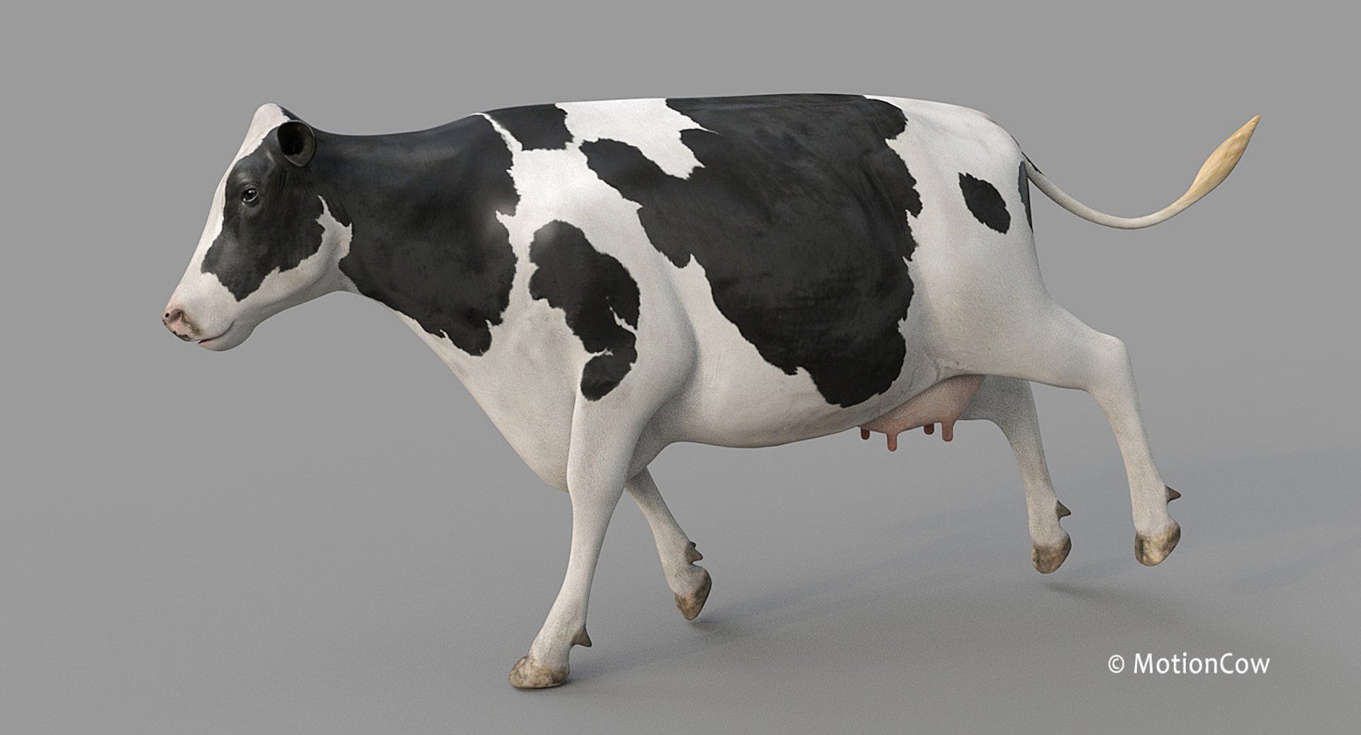 Cow Holstein Pro Animations 3D Model - TurboSquid 1407255