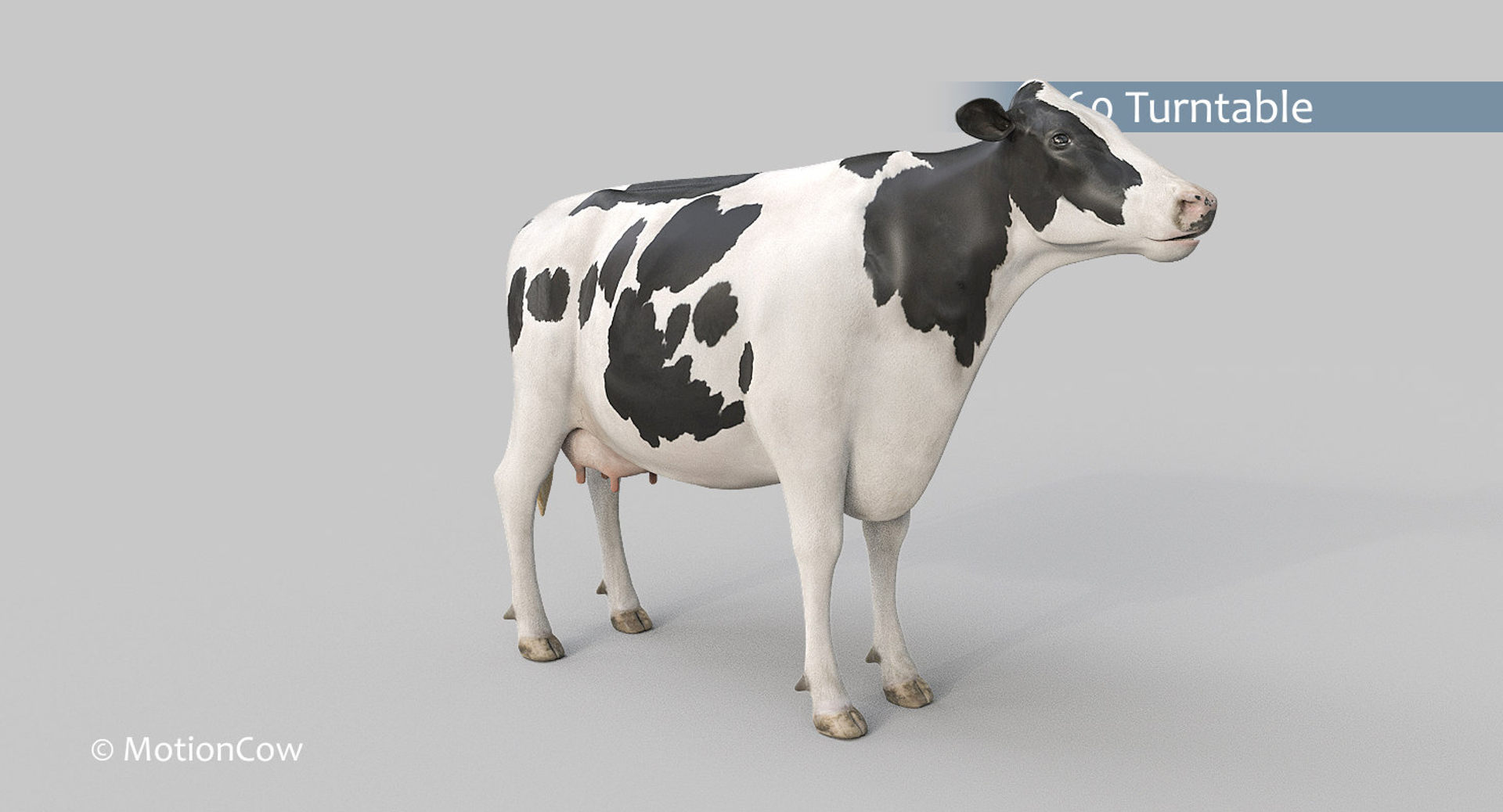 Cow Holstein Pro Animations 3D Model - TurboSquid 1407255