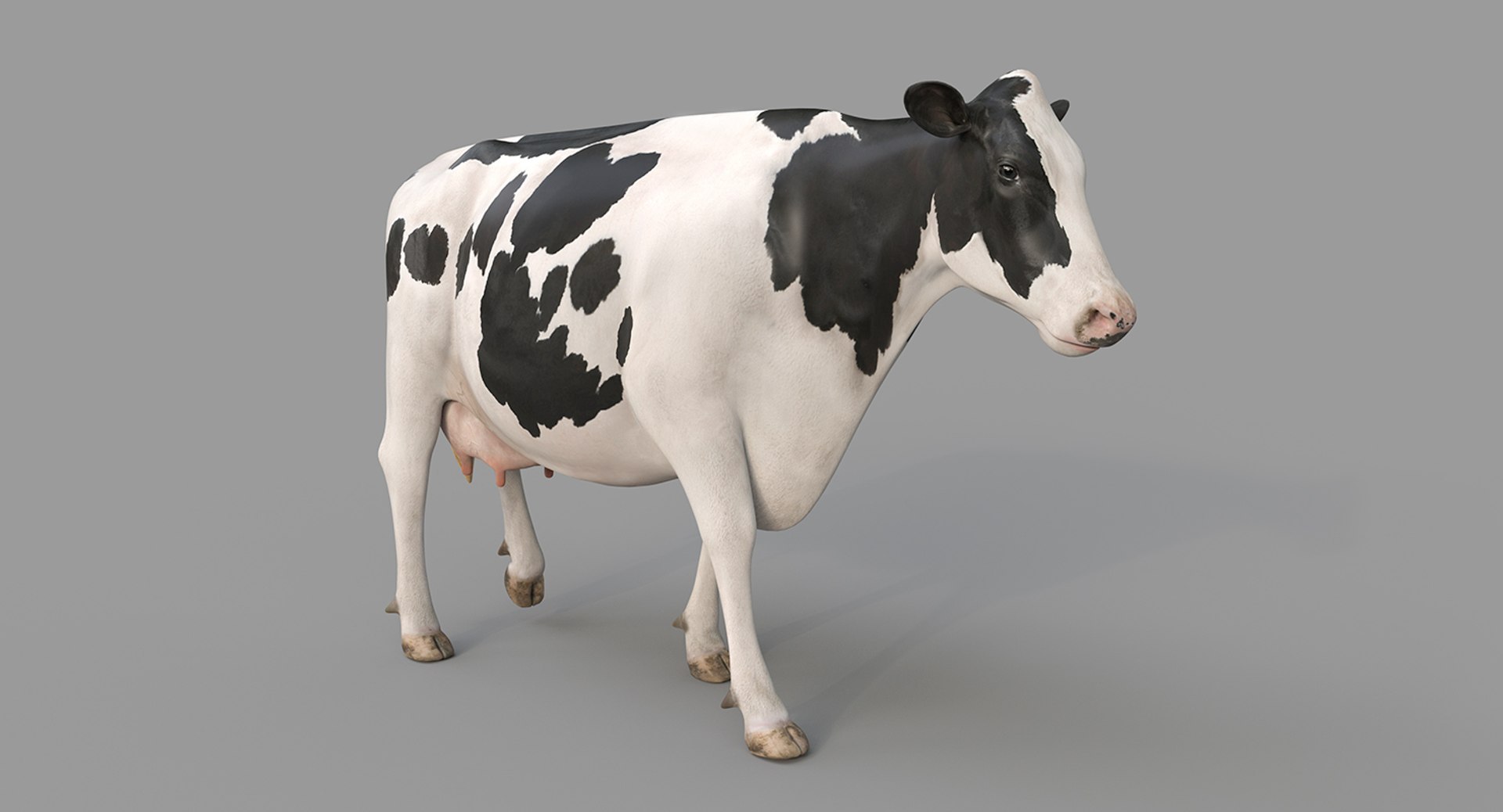 Cow Holstein Pro Animations 3D Model - TurboSquid 1407255