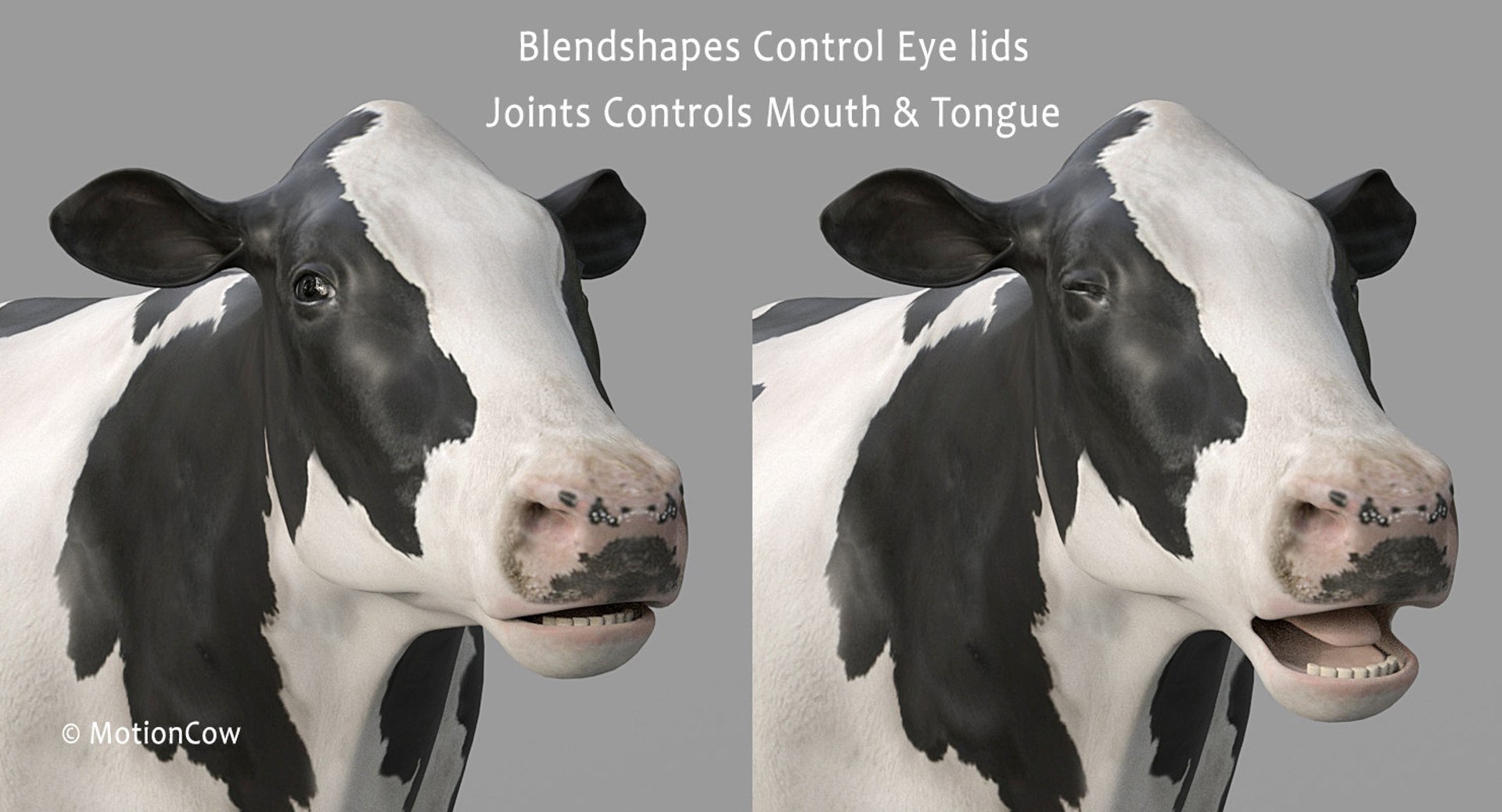 Cow Holstein Pro Animations 3D Model - TurboSquid 1407255