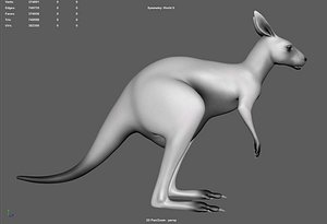 Kangaroo