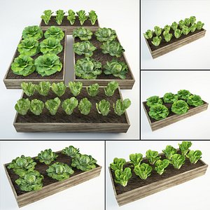 lettuce set 36 Lactuca