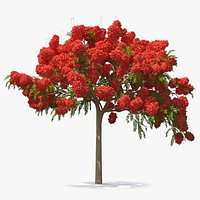 Poinciana Flowering Tree