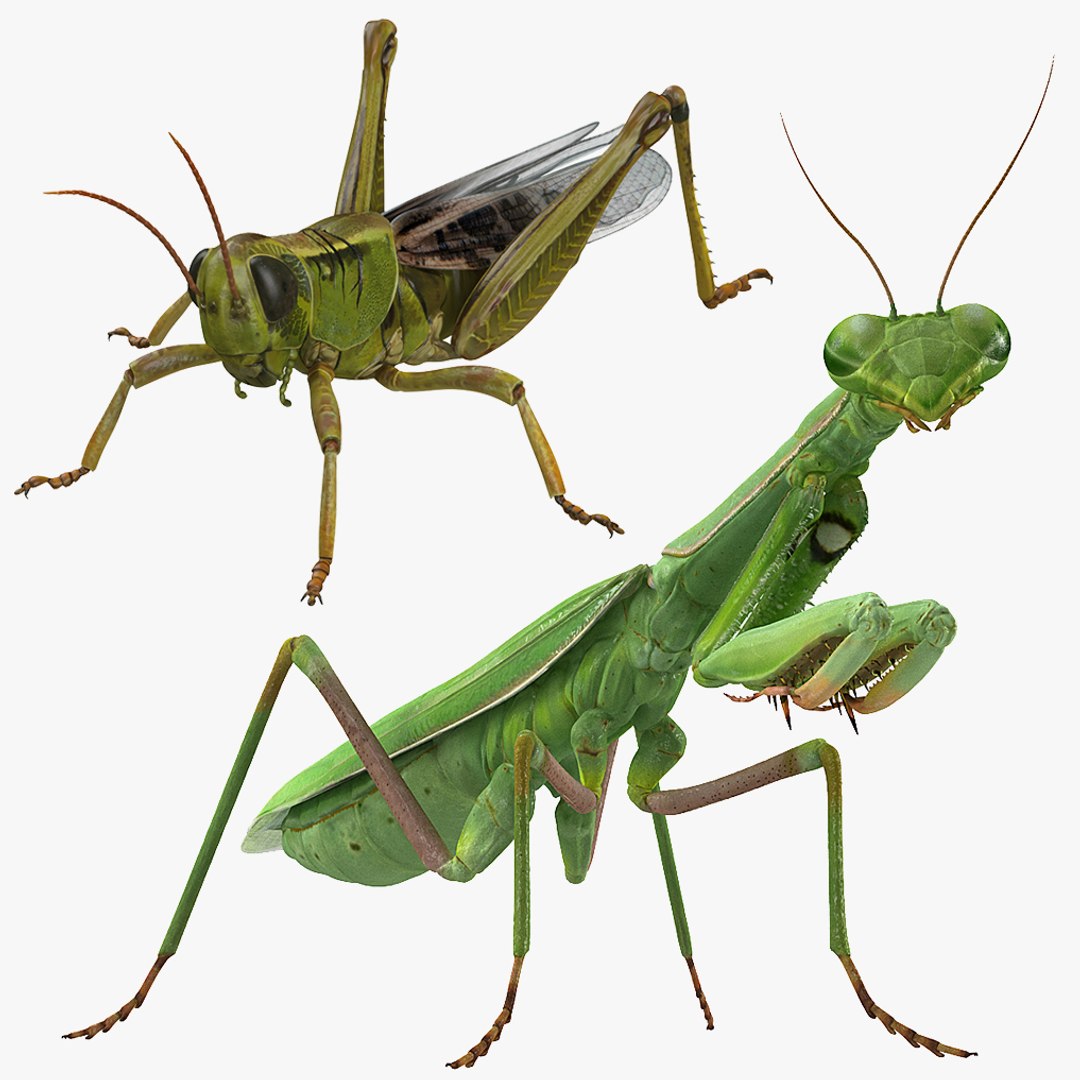 Grasshopper and Mantis Rigged Collection for Cinema 4D
