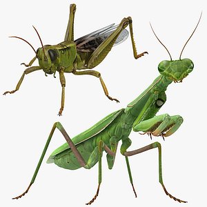 Grasshopper and Mantis Rigged Collection for Cinema 4D