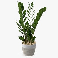 Zamioculcas Emerald Palm in Pot