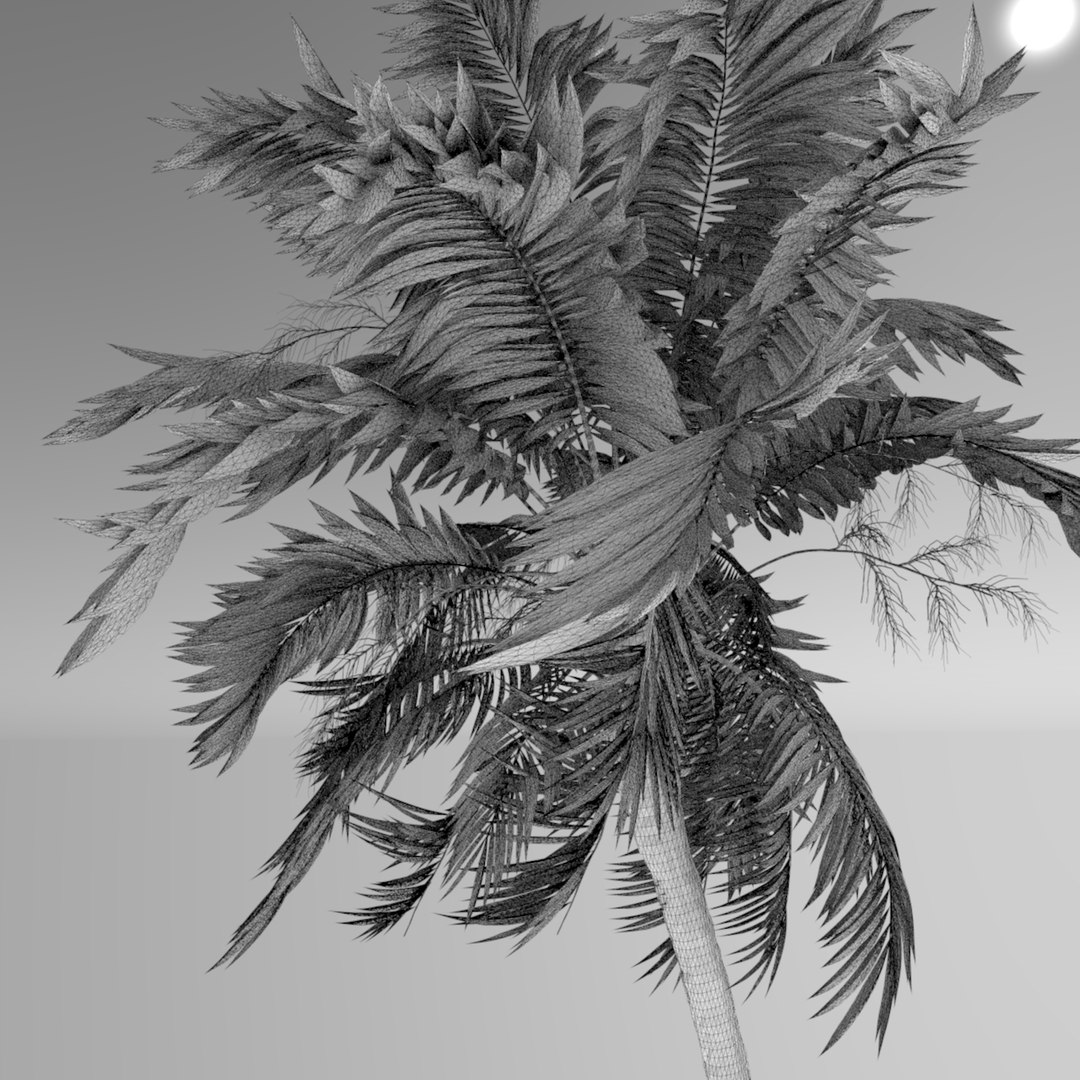 3D model hi resolution palm tree https://p.turbosquid.com/preview.turbosquid.com/Preview/2020/05/14__11_45_26/palm_wire.jpgED9B11B0-56ED-4B7F-B402-615068D62D43Zoom/jpg/1589476509/1920x1080/fit_q87/88f430ca339c67352cae4ca9ed3b7b7b92ddf9f0/palm_wire.jpgED9B11B0-56ED-4B7F-B402-615068D62D43Zoom.jpg