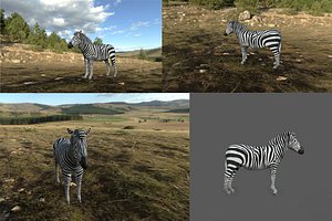 Zebra