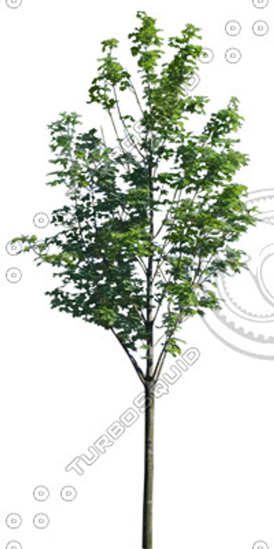 Euro_tree_5.tga - TurboSquid 350029