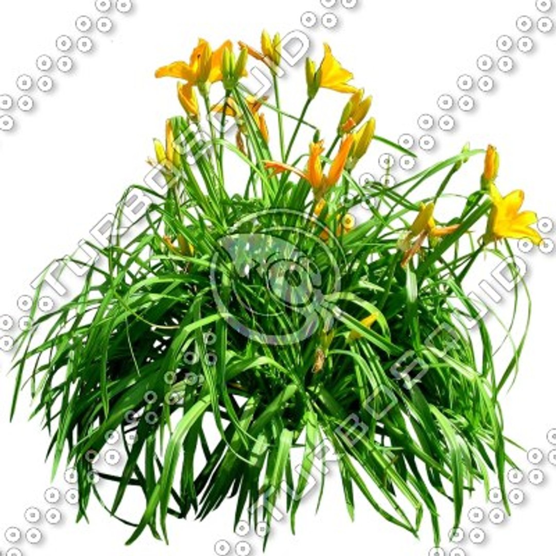 https://p.turbosquid.com/preview.turbosquid.com/Preview/Content_2009_07_19__09_07_59/Flower_H_01.tga5dc0141f-e8fe-4113-a44c-0558f9d599d4Large/jpg/1212311818/1920x1080/fit_q87/5a10f3a22b57d1f50bd6dddbcc6d725bbd857e41/Flower_H_01.tga5dc0141f-e8fe-4113-a44c-0558f9d599d4Large.jpg