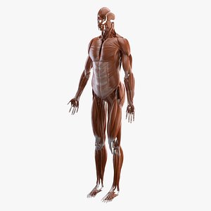 3D muscles anatomy