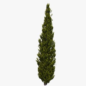 Italian Cypress 2C