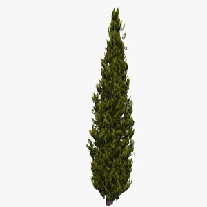 Italian Cypress 2C