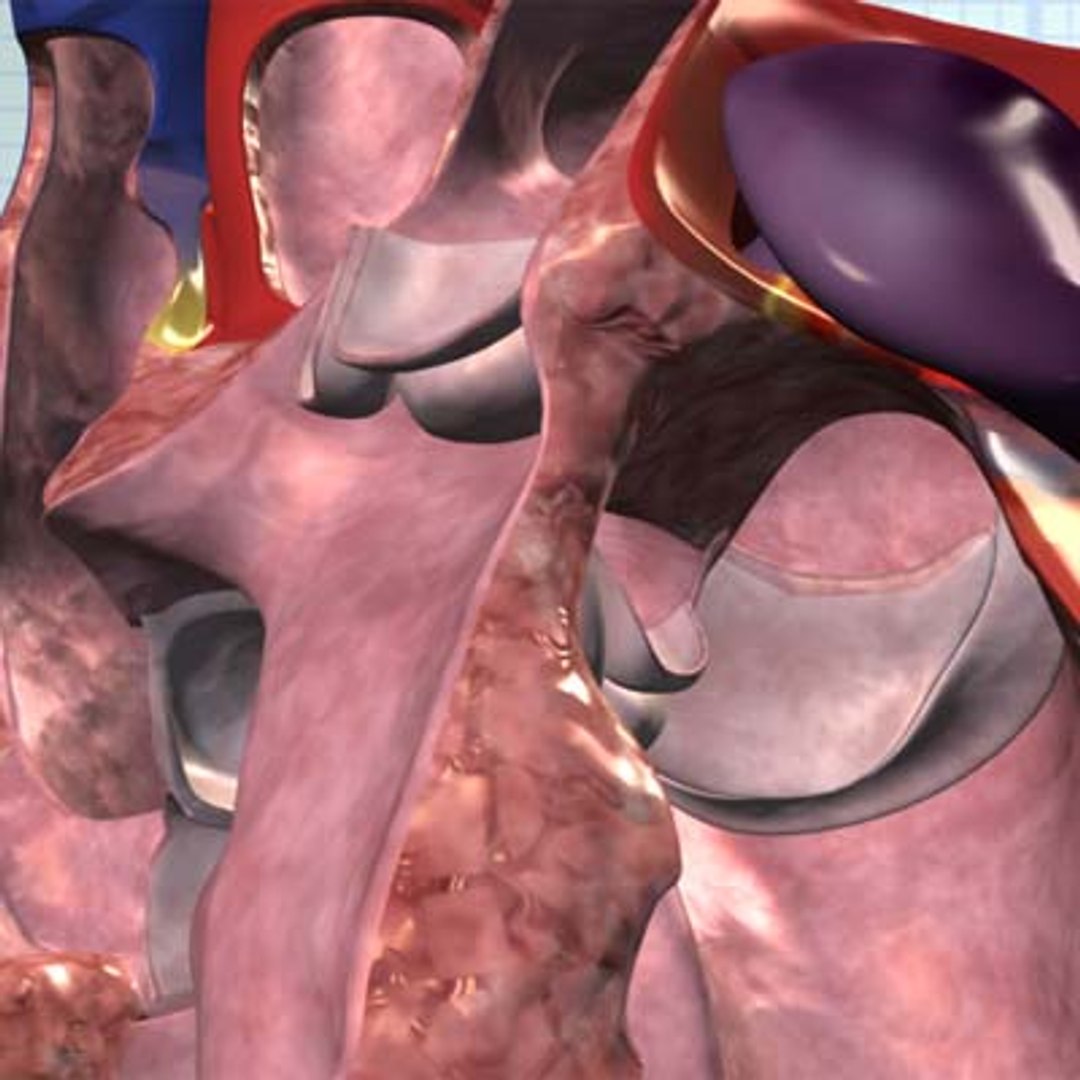 human heart interior 3d model https://p.turbosquid.com/ts-thumb/00/TZxBXa/7eg05hps/cutaway50closed/jpg/1075761311/1920x1080/fit_q87/1c93ede9f0ff1e999407c5d5f486c24a0c4808ae/cutaway50closed.jpg