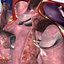 human heart interior 3d model