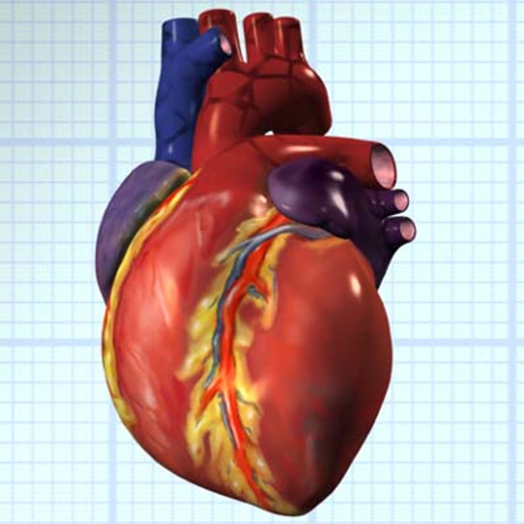 human heart interior 3d model https://p.turbosquid.com/ts-thumb/00/TZxBXa/BwPSJrRI/full30/jpg/1075761316/1920x1080/fit_q87/a1921a634b0166afb2094302b2be4d22599e1289/full30.jpg