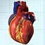 human heart interior 3d model